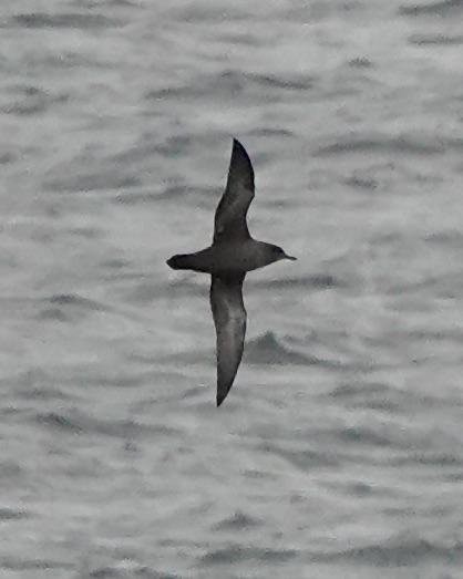 sooty shearwater